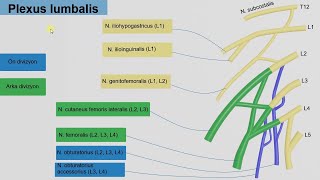 En Özet Plexus Lumbalis Ve Plexus Sacralis [upl. by Lanette853]