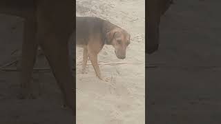 danger dogviralvideo doberman shortvideo [upl. by Johnathon]