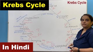 Krebs Cycle in Hindi  Citric Acid Cycle  TCA  Tricarboxylic Acid Cycle  Nursing Lecture [upl. by Emyaj]