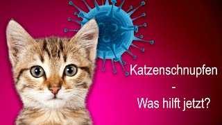 Katzenschnupfen – was hilft jetzt [upl. by Bathsheb206]