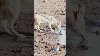 Wolf Eating Water shortvideo shorts short [upl. by Renrew]