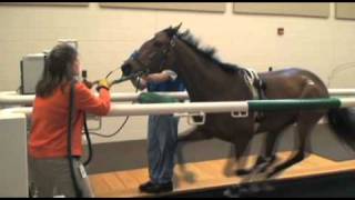 Performing Treadmill Endoscopy at Rood amp Riddle Equine Hospital [upl. by Fanni]