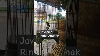 Javanica rig peternak sangkarcungkokindonesia [upl. by Igal473]