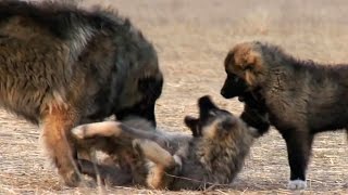 Georgian Caucasian Shepherd  Kavkasiuri nagazi [upl. by Namdor249]