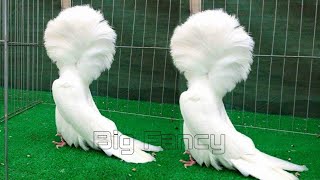 Jacobin Pigeons Chinese nasal tuft pigeons  fancy pigeon farm  Best fancy pigeon breeds [upl. by Neelsaj]