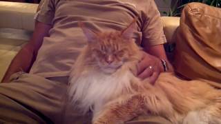 Big Maine Coon cat in love with his best friend [upl. by Rella]