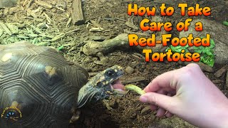 How To Take Care of a RedFooted Tortoise [upl. by Imefulo54]