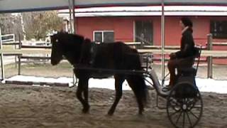 Helgi  Icelandic Horse  Driving again for the first time SOLD [upl. by Wakefield]