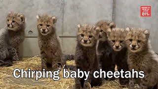 Chirping baby cheetahs [upl. by Arzed491]