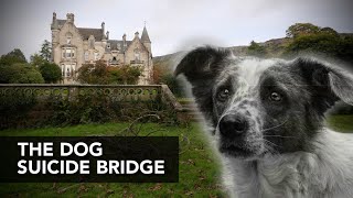 50 Dogs Jumping to Their Death on Overtoun Bridge [upl. by Frankie]