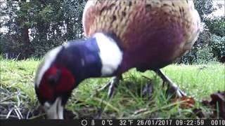 Testing the Crenova Trail Camera [upl. by Leiand]