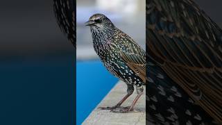 Facts about Starling Bird  amezing facts About starling birds in hindi shorts starlingbird facts [upl. by Lotz]