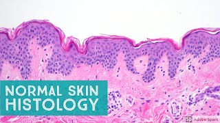 Normal Skin Histology  Explained by a Dermatopathologist [upl. by Nylarac394]