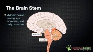 027 The 3 parts of the brain stem and their functions [upl. by Funch638]