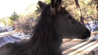 Elk sticks her head in car window [upl. by Alcott]