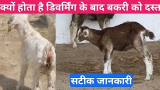 goat diarrhea after deworming  क्यों होता है डिवार्मिंग के बाद बकरी को दस्त vnsgoatfarm [upl. by Myrtle]