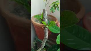 Experiment with ficus lyrata feedleleaffig plant 🌱  Grow n Feel  Dr Vandana Umrao [upl. by Seth]