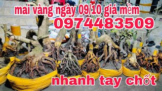 mai giảo đế đẹp giá cực rẻ cô chú ngang qua ủng hộ con Zalo 📱 0974483509 Cường [upl. by Ahgiel904]