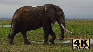 Kenia safari Amboseli National Park Mount Kilimanjaro Kenya travel Holiday in Kenya 4K [upl. by Morita504]