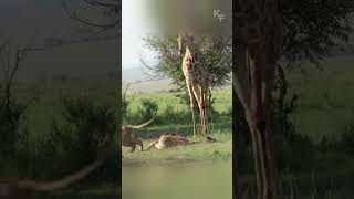 A Mother’s Unyielding Will The Giraffe’s Fight to Protect Her Fallen Calf [upl. by Halimak]