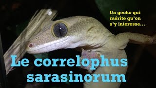 Le Correlophus sarasinorum [upl. by Zetta141]