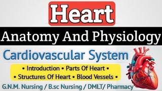 Heart anatomy and physiology  Cardiovascular system anatomy and physiology lecture [upl. by Khai]