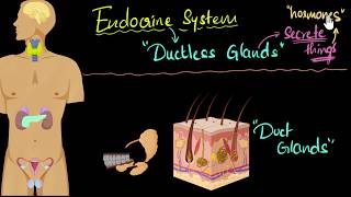 Endocrine system major hormones amp functions  Control amp Coordination  Biology  Khan Academy [upl. by Gnouhc]