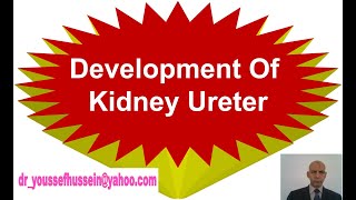 17 Development Kidney and Ureter  Mesonephros  Congenital anomalies  Postdevelopmental changes [upl. by Annahsirhc97]