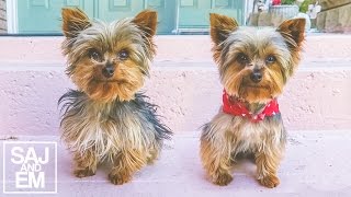 AMAZING TEACUP YORKIE TRANSFORMATION [upl. by Schouten420]