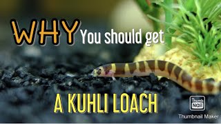 Why Get A KUHLI LOACHEverything That You NEED to Know [upl. by Gimpel260]