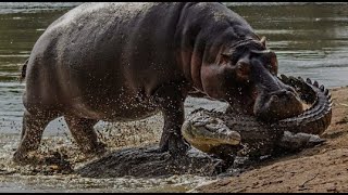 Eight Irresistible Hippopotamus Highlights 🦛 Real World Animal [upl. by Stutman783]