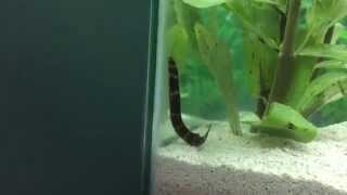 Kuhli Loach Swimming Around [upl. by Sherrer]