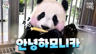 ENG킬포 가득한 이번주의 바오패밀리🐼🐼🐼🐼🐼｜판다와쏭 178 [upl. by Asquith783]