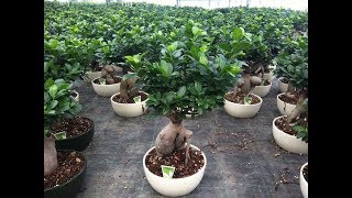 Ginseng Ficus Bonsai Plants [upl. by Akimrej]