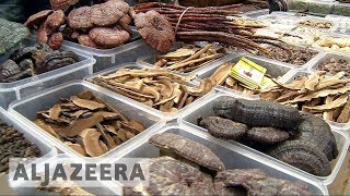 🇨🇳 Chinese traditional medicine gains popularity at home and abroad [upl. by Adah229]