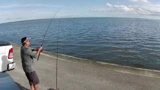 Titusville Bridge Fishing Catch and Release Fun [upl. by Eden]