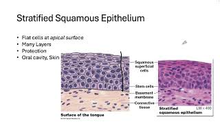 253 Tissues I Epithelial [upl. by Ul]