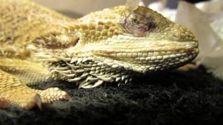 Bearded Dragon Daily Eye Care [upl. by Mullane]