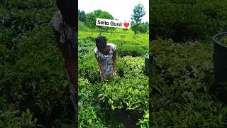 africa dance music gusii foryou comedy shortvideo funny [upl. by Aretahs160]