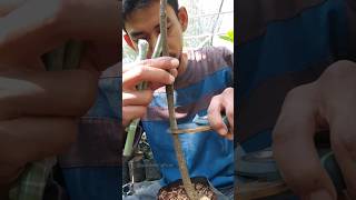 Grafting fruit tree amp feeding seedlings EP597 grafting foryou [upl. by Atikahc858]