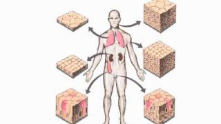 Epithelial Tissues [upl. by Llerrah318]