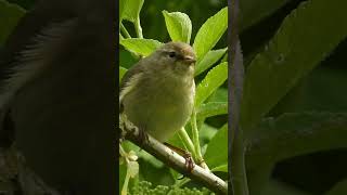 Common chiffchaff song bird song [upl. by Yennep]