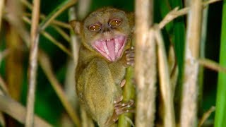 Tarsier Takes Down Giant Cricket  Deadly 60  Earth Unplugged [upl. by Idolah725]