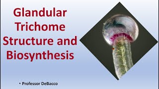 Glandular Trichome Structure and Biosynthesis [upl. by Marline]