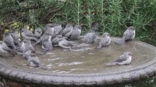 Bushtits flash mob the birdbath [upl. by Alberic782]