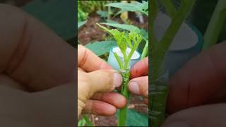 Grafting on Tomato 🍅 plant shorts [upl. by Benedetta]