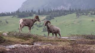 Rocky Mountain sheep at Glacier National Park [upl. by Nyliahs789]