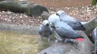 African Greys Eating Ice [upl. by Hiram]