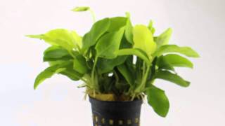 Anubias nana Gold  Aquarium Plant for Beginners [upl. by Rriocard]