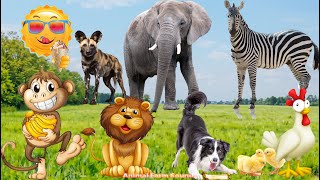 Learn To Love Animals Learn Animal Sounds Dog Cat Horse Elephant Cow Monkey  Animal Videos [upl. by Sherwin227]